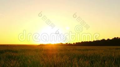 夕阳背景下田野上的青草。 田间的小麦<strong>胚芽</strong>.. 种植和收获的概念